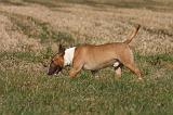 BULL TERRIER MINIATURE 355